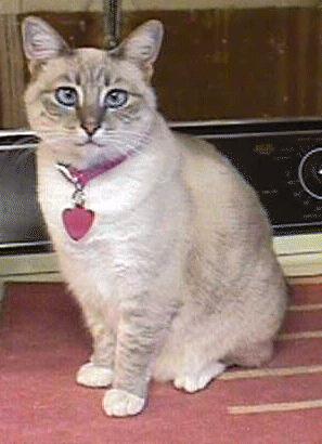 sheeba.jpg